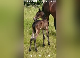 Friesian horses Mix, Stallion, 1 year, 15 hh, Brown