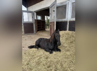Friesian horses, Stallion, 1 year, 15,1 hh, Black