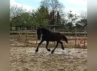 Friesian horses, Stallion, 1 year, 16 hh, Black