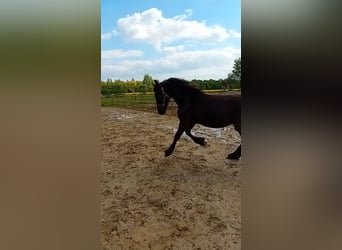 Friesian horses, Stallion, 1 year, 16 hh, Black