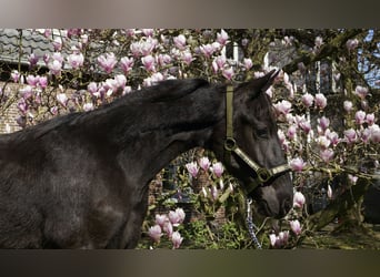 Friesian horses, Stallion, 1 year, 16 hh, Black