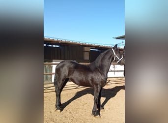 Friesian horses, Stallion, 1 year, 16,1 hh, Black