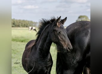 Friesian horses, Stallion, 1 year