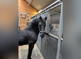 Friesian horses, Stallion, 1 year, Black