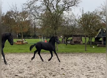 Friesian horses, Stallion, 1 year, Black