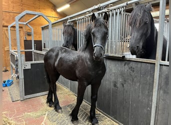 Friesian horses, Stallion, 1 year, Black