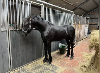 Friesian horses, Stallion, 1 year, Black