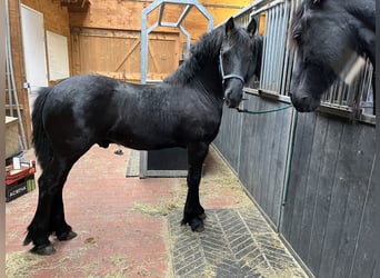 Friesian horses, Stallion, 1 year, Black