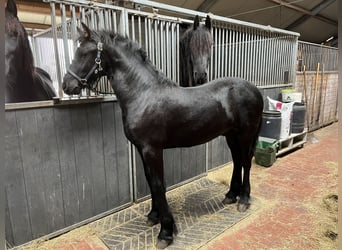 Friesian horses, Stallion, 1 year, Black