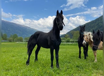 Friesian horses, Stallion, 1 year, Black