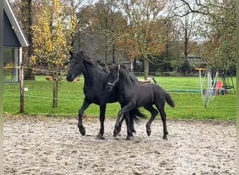 Friesian horses, Stallion, 1 year, Black