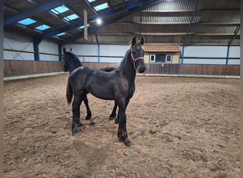 Friesian horses, Stallion, 1 year, Black