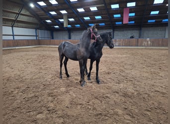 Friesian horses, Stallion, 1 year, Black