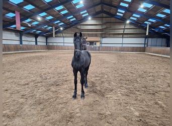 Friesian horses, Stallion, 1 year, Black