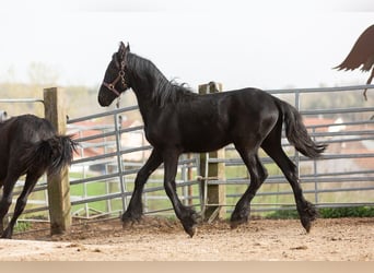 Friesian horses, Stallion, 1 year, Black
