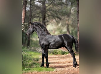 Friesian horses, Stallion, 1 year, Black