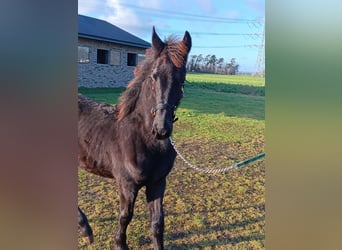 Friesian horses, Stallion, 1 year, Black