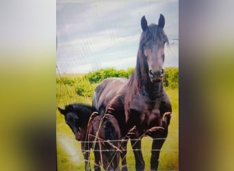 Friesian horses, Stallion, 1 year, Black