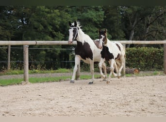 Friesian horses Mix, Stallion, 1 year, Tobiano-all-colors