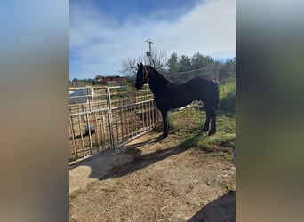 Friesian horses, Stallion, 20 years, 17 hh, Black
