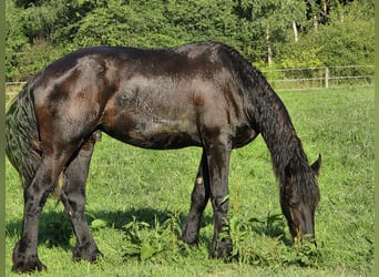 Friesian horses, Stallion, 2 years, 15.1 hh, Black
