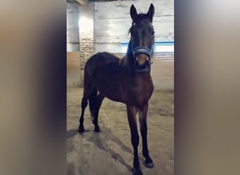 Friesian horses Mix, Stallion, 2 years, 15,1 hh, Brown