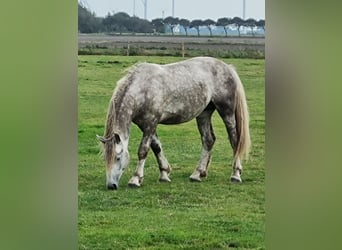 Friesian horses, Stallion, 2 years, 15.2 hh, Gray-Dapple