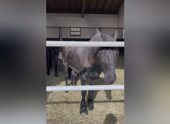 Friesian horses, Stallion, 2 years, 15,1 hh, Black