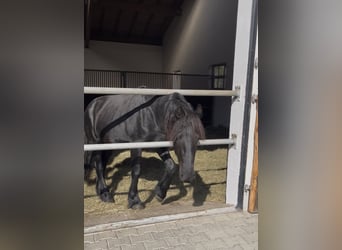 Friesian horses, Stallion, 2 years, 15,1 hh, Black