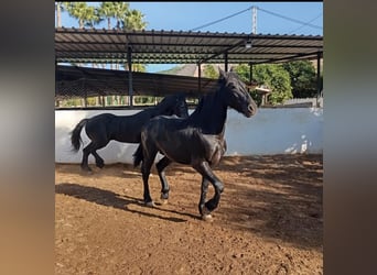 Friesian horses, Stallion, 2 years, 16.1 hh, Black