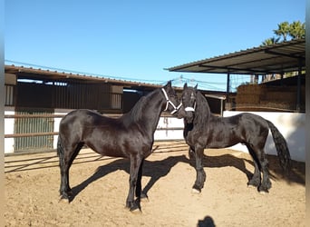 Friesian horses, Stallion, 2 years, 16.1 hh, Black