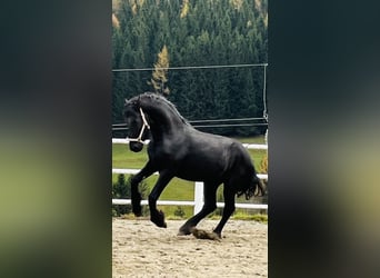 Friesian horses, Stallion, 2 years, 16 hh, Black