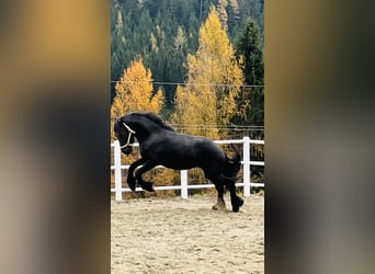 Friesian horses, Stallion, 2 years, 16 hh, Black