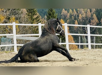 Friesian horses, Stallion, 2 years, 16 hh, Black