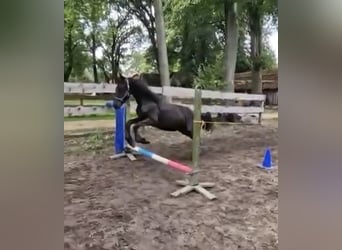 Friesian horses, Stallion, 2 years, 16 hh, Black