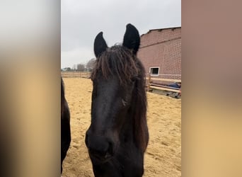 Friesian horses, Stallion, 2 years, 16 hh, Black