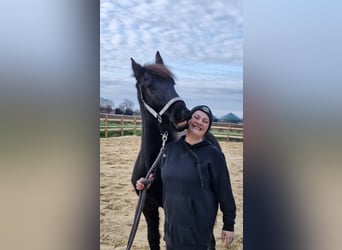 Friesian horses, Stallion, 2 years, 16 hh, Black
