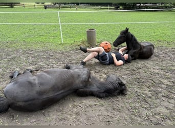 Friesian horses, Stallion, 2 years, 16 hh, Black