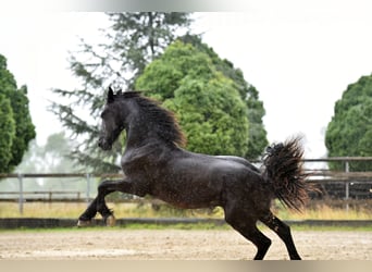 Friesian horses, Stallion, 2 years, 16 hh, Black