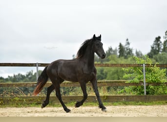 Friesian horses, Stallion, 2 years, 16 hh, Black