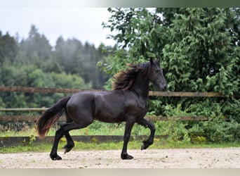 Friesian horses, Stallion, 2 years, 16 hh, Black