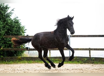 Friesian horses, Stallion, 2 years, 16 hh, Black