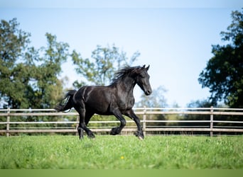 Friesian horses, Stallion, 2 years, 16 hh, Black