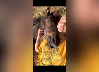 Friesian horses, Stallion, 2 years, 16 hh, Black