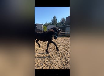 Friesian horses, Stallion, 2 years, 16 hh, Black