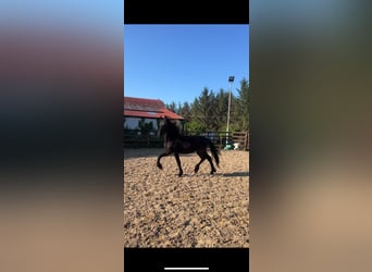 Friesian horses, Stallion, 2 years, 16 hh, Black