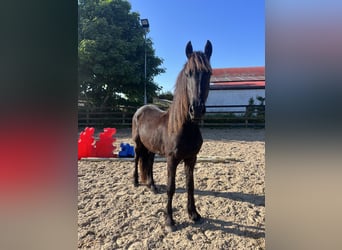 Friesian horses, Stallion, 2 years, 16 hh, Black