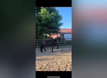 Friesian horses, Stallion, 2 years, 16 hh, Black