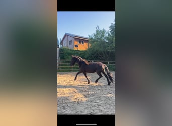 Friesian horses, Stallion, 2 years, 16 hh, Black