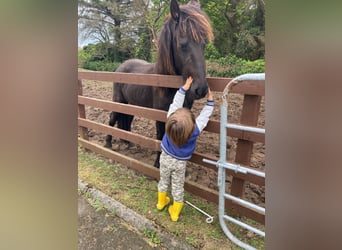 Friesian horses, Stallion, 2 years, 16 hh, Black